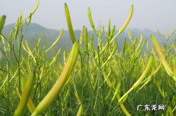 湖南邵阳十大特产