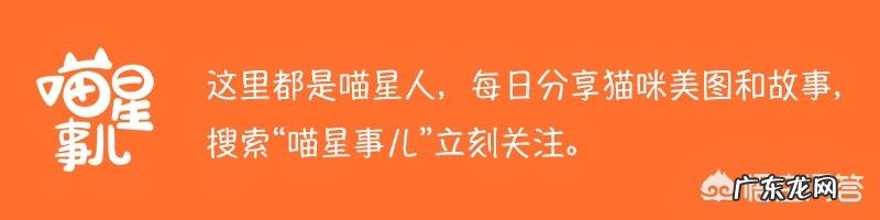 领养的猫改成定时喂,吃太少饿瘦了怎么办?