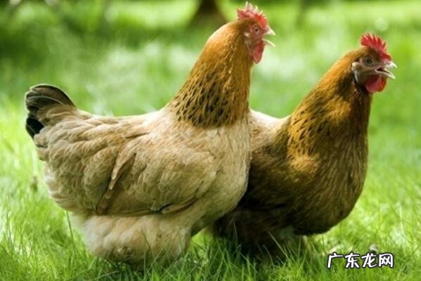 海南特产 海南可以带走的十大特产