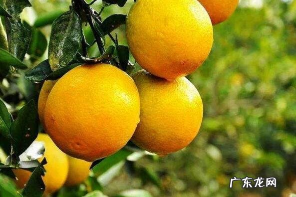 海南特产 海南可以带走的十大特产