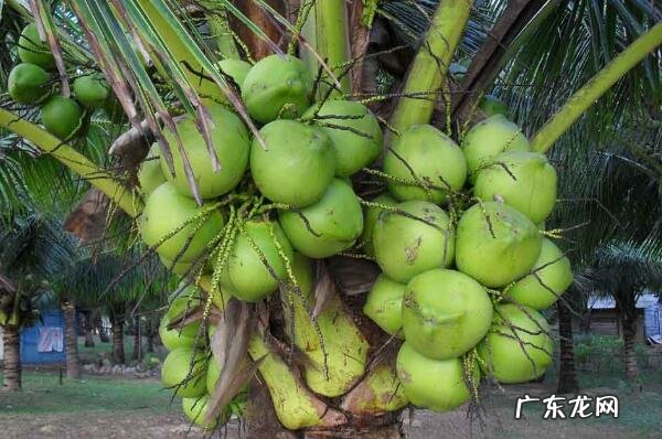 海南特产 海南可以带走的十大特产