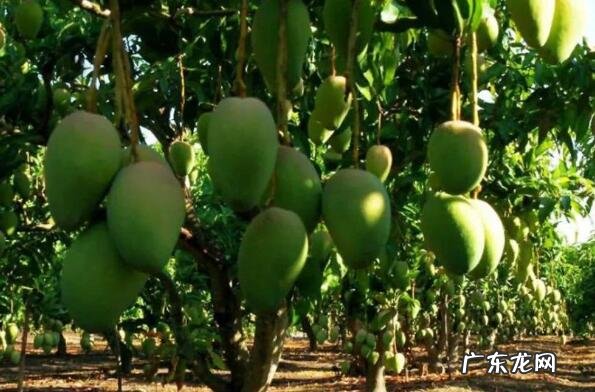 海南特产 海南可以带走的十大特产