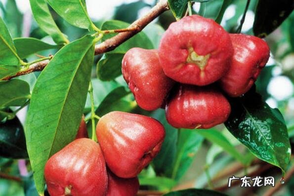 海南特产 海南可以带走的十大特产