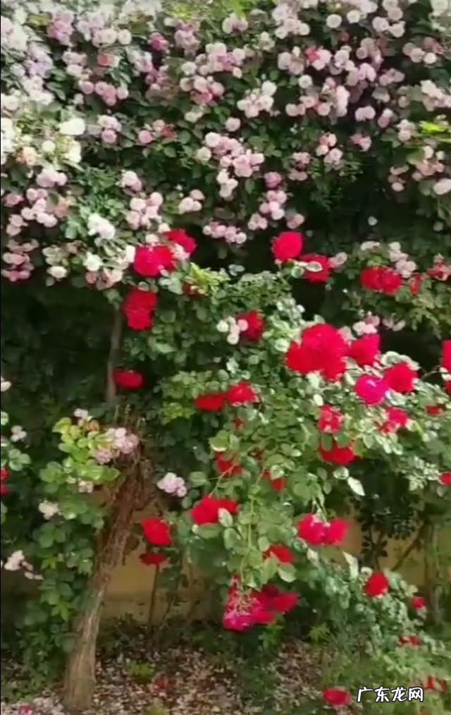 女人对一个人有好感的表现有哪些