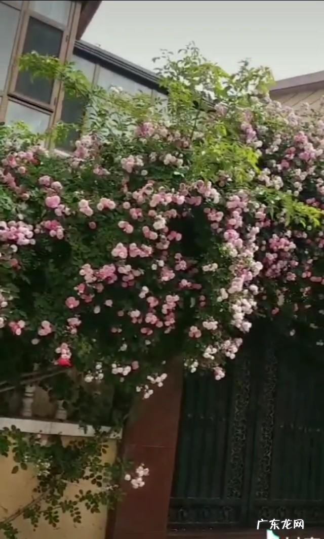 女人对一个人有好感的表现有哪些