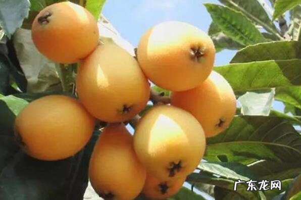 福建特产 福建漳州十大特产