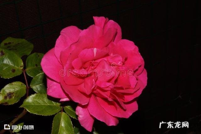 没钱的感情真的有用吗 没有钱的话,夫妻情分会有多脆弱呢?