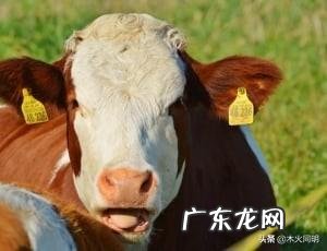 生完牛犊的母牛可以喂驱虫药吗 500公斤母牛喂多少克驱虫药?