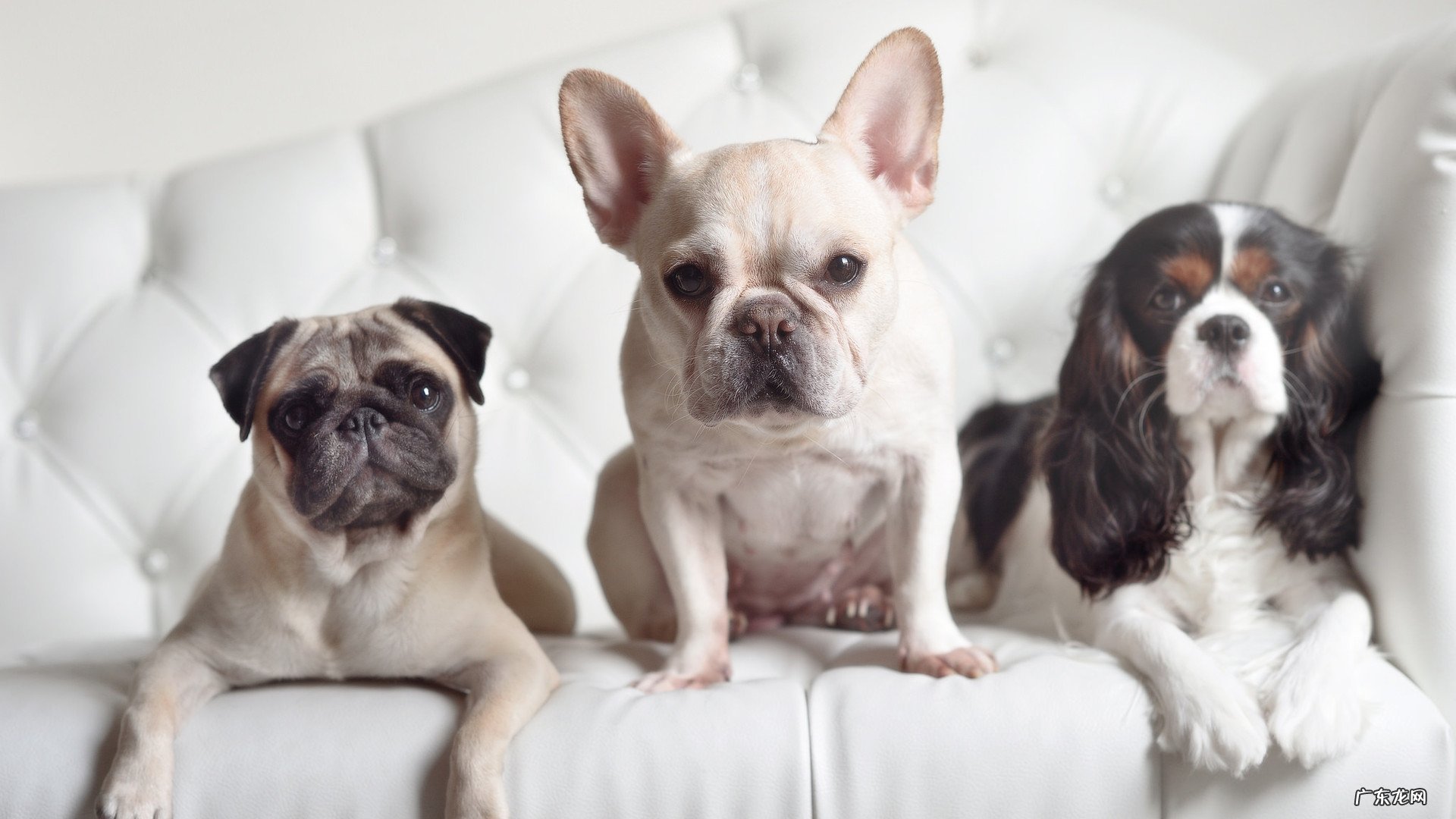 藏红花功能可以减肥吗 藏红花吃了有减肥功效吗?