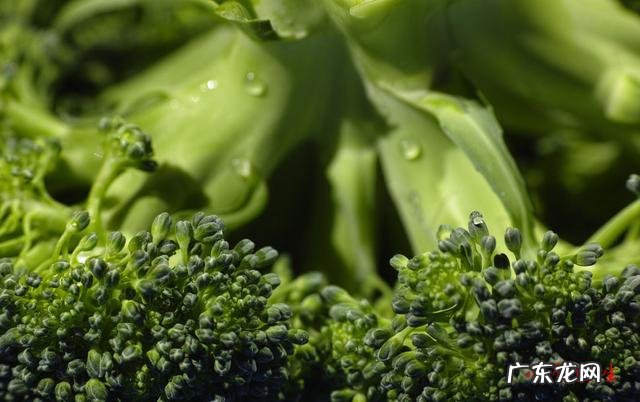 西兰花高蛋白低脂是吗?减肥怎么吃最好?