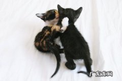 用什么方法一天就能减掉1公斤？