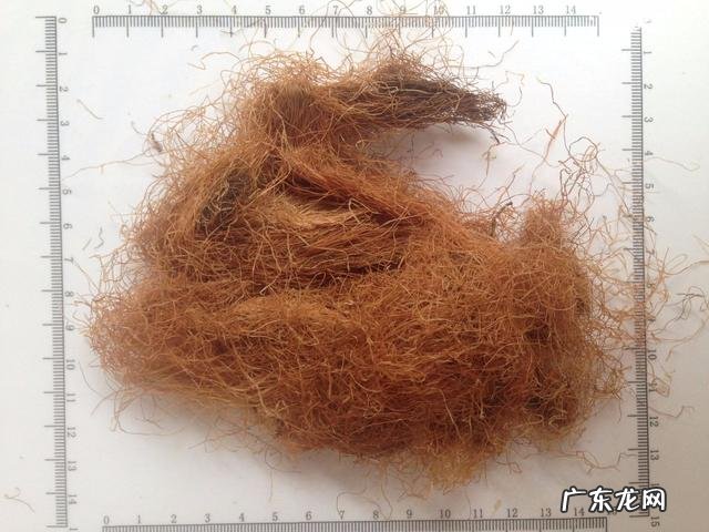 芡实红豆薏米茶真的可以去湿气吗?