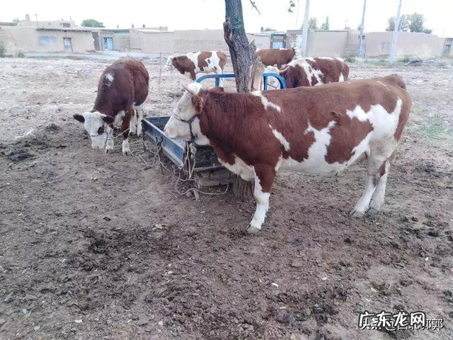 大母牛吃的不多,其它一切正常,怎么回事