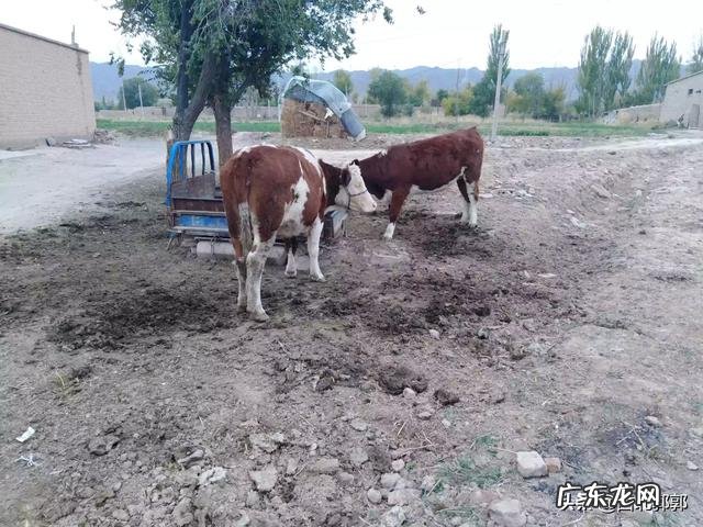 大母牛吃的不多,其它一切正常,怎么回事