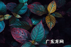 淘宝直通车质量得分的影响因素？如何提高？