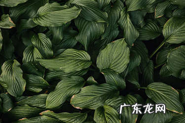 淘宝直通车怎样优化关键词排名？如何选择？