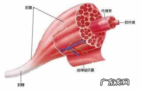 长时间快走后小腿两侧疼,这是怎么回事?