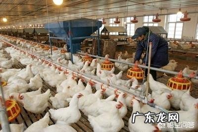 育成蛋鸡必须要限饲，养鸡户该如何做