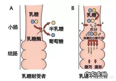 乳糖不耐受可以吃母乳吗 妈妈有乳糖不耐受,宝宝会吗?