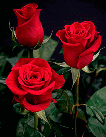 维生素e真的能长睫毛吗,维生素e涂脸可以祛斑吗?