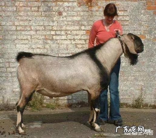 在非洲草原上老虎会咬狮子吗