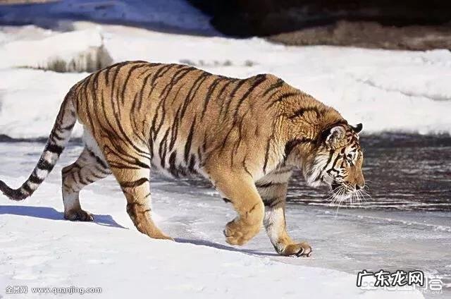 在非洲草原上老虎会咬狮子吗