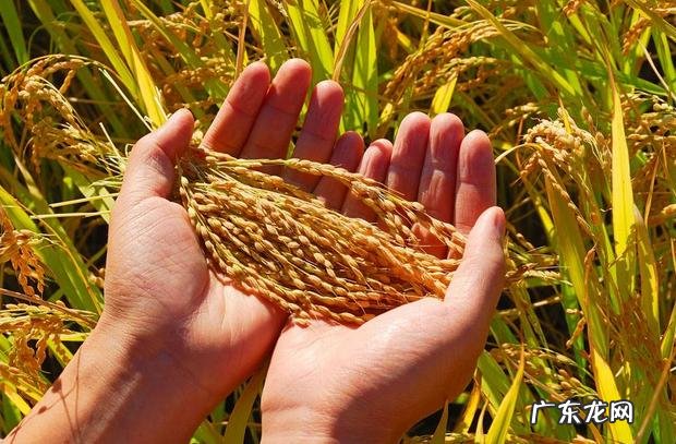 糖尿病吃主食血糖就高怎么办 得了糖尿病,怎么吃,吃多少,吃得饱,血糖好?