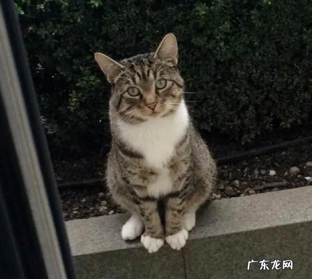 猫咪害怕什么物品 哪些东西会让猫咪感觉害怕?
