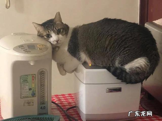 猫咪害怕什么物品 哪些东西会让猫咪感觉害怕?
