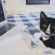 猫咪害怕什么物品 哪些东西会让猫咪感觉害怕？