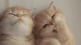 猫咪害怕什么物品 哪些东西会让猫咪感觉害怕？