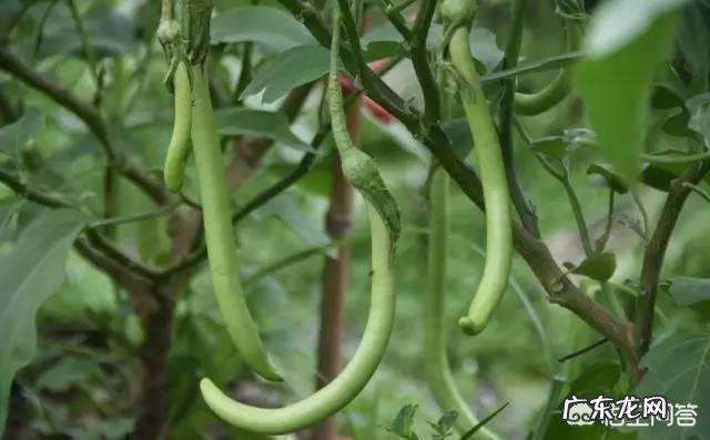 中国都有什么好吃的美食?