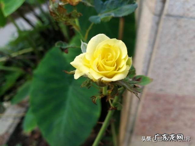 早上吃什么早餐最能提起精神?