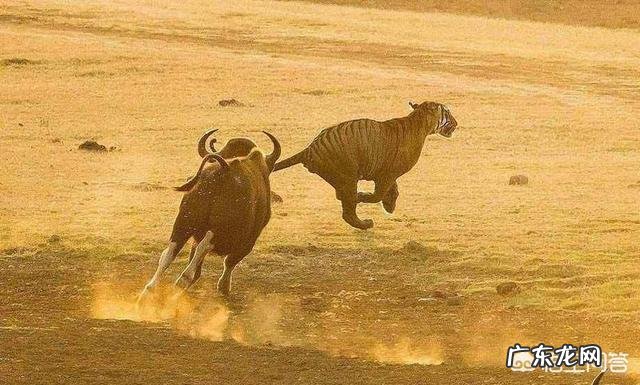 白肢野牛和非洲野牛哪个战斗力更强、牛角更有杀伤力
