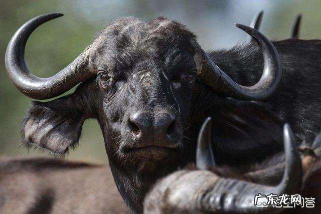 白肢野牛和非洲野牛哪个战斗力更强、牛角更有杀伤力