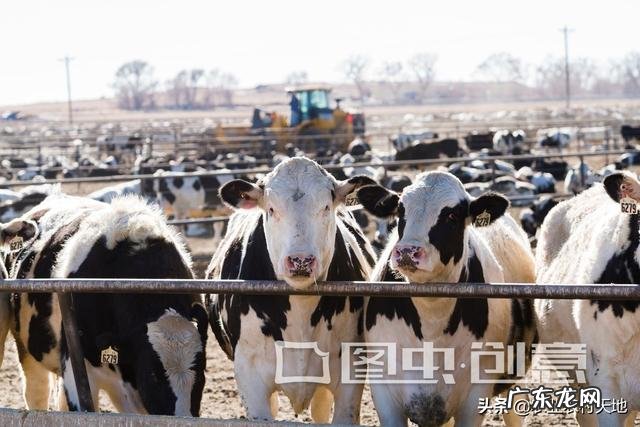 怀孕六个月母牛一天多少斤饲料?