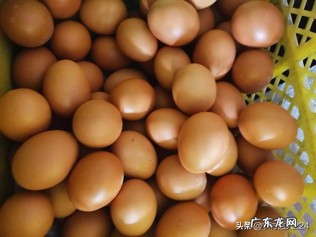 蛋鸡有必要添加增蛋添加剂吗