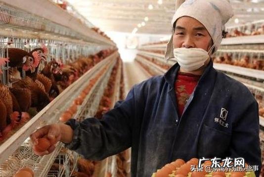 蛋鸡有必要添加增蛋添加剂吗