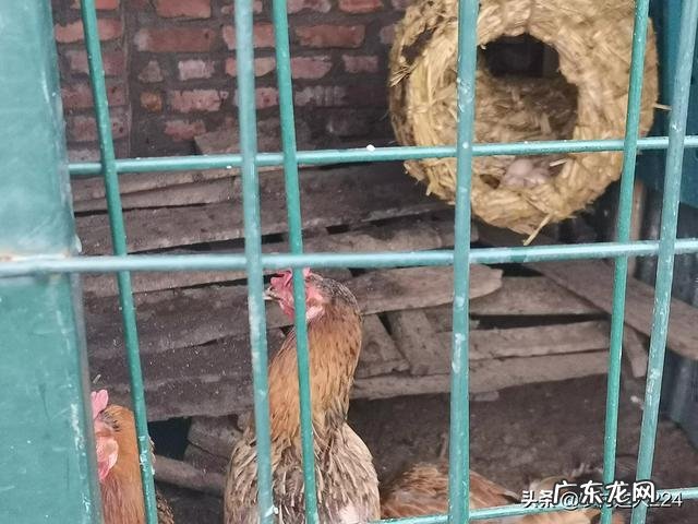 蛋鸡有必要添加增蛋添加剂吗