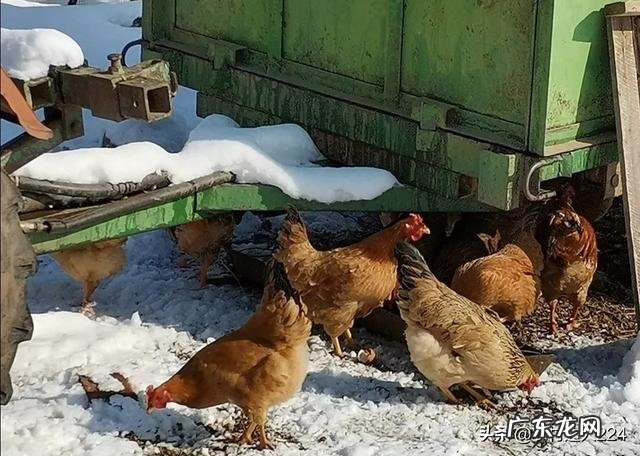 蛋鸡有必要添加增蛋添加剂吗