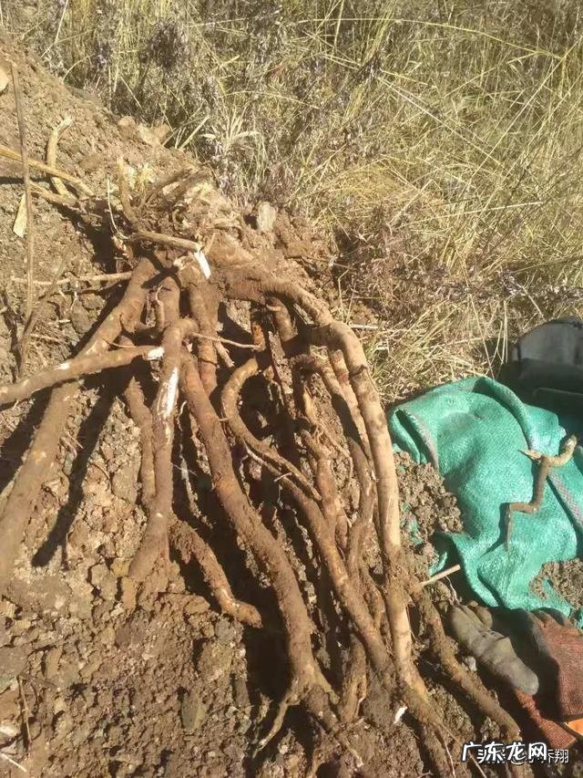 广州电商公司排名 广州商品销售排行榜