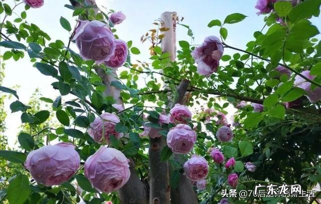 月季品种排名前十的品种？ 月季品种排行榜大全