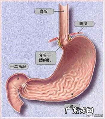 怀孕八个月烧心孕吐怎么缓解