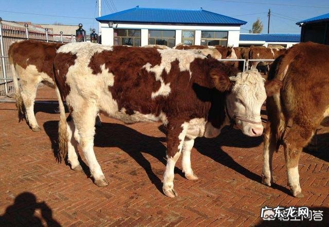 黄牛牛犊多少钱一头2020年黄牛养殖前景及成本利润怎么分析