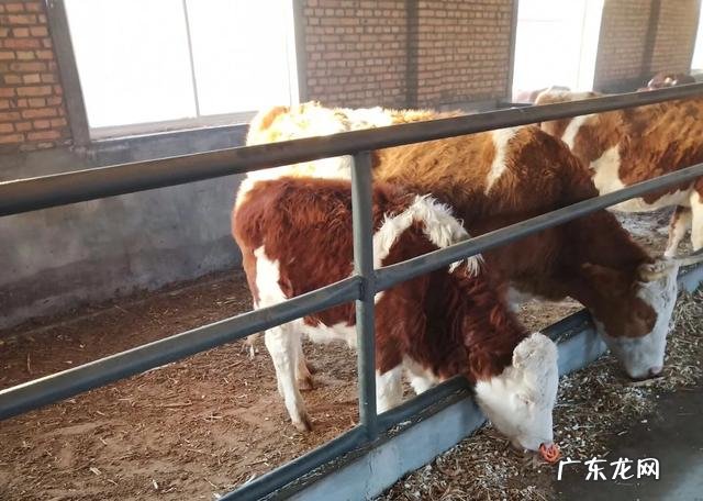 黄牛牛犊多少钱一头2020年黄牛养殖前景及成本利润怎么分析