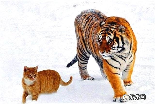 如果猫和老虎的体型一样大,如果打起来谁会赢?