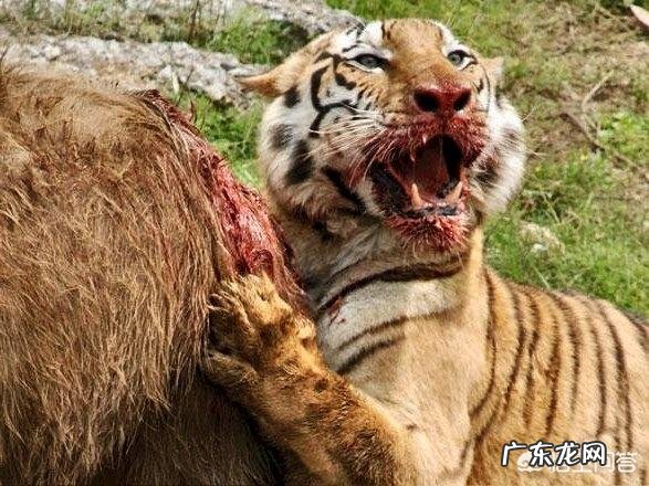 如果猫和老虎的体型一样大,如果打起来谁会赢?