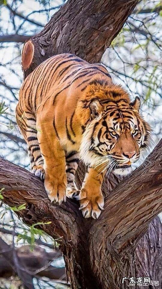 如果猫和老虎的体型一样大,如果打起来谁会赢?