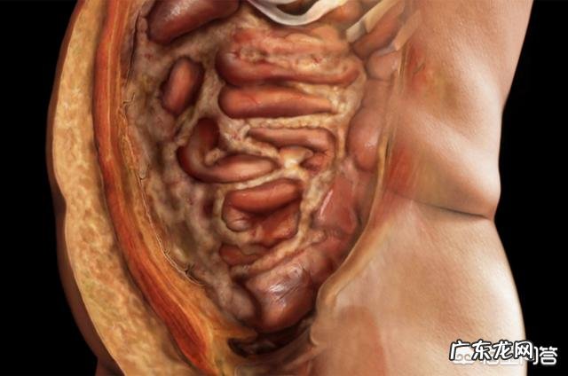 肚子大，里面是内脏脂肪多一些还是宿便多一些？