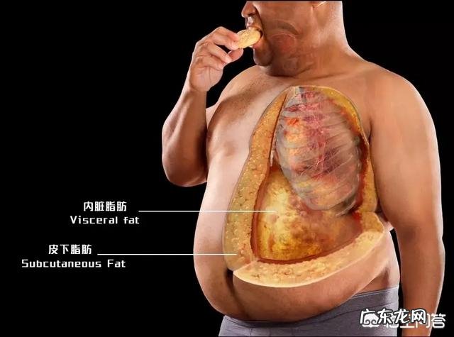 肚子大，里面是内脏脂肪多一些还是宿便多一些？